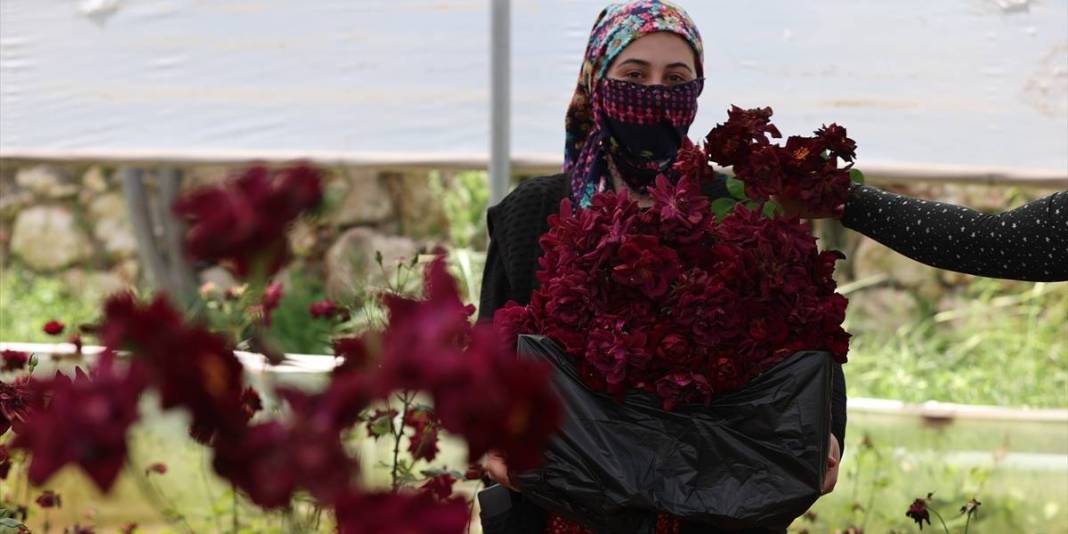 Yetiştiği toprağa sadık tek ürün! Tescilli ‘Karagülde’ hasat vakti 1